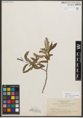 Foto von Salix sitchensis var. angustifolia Bebb